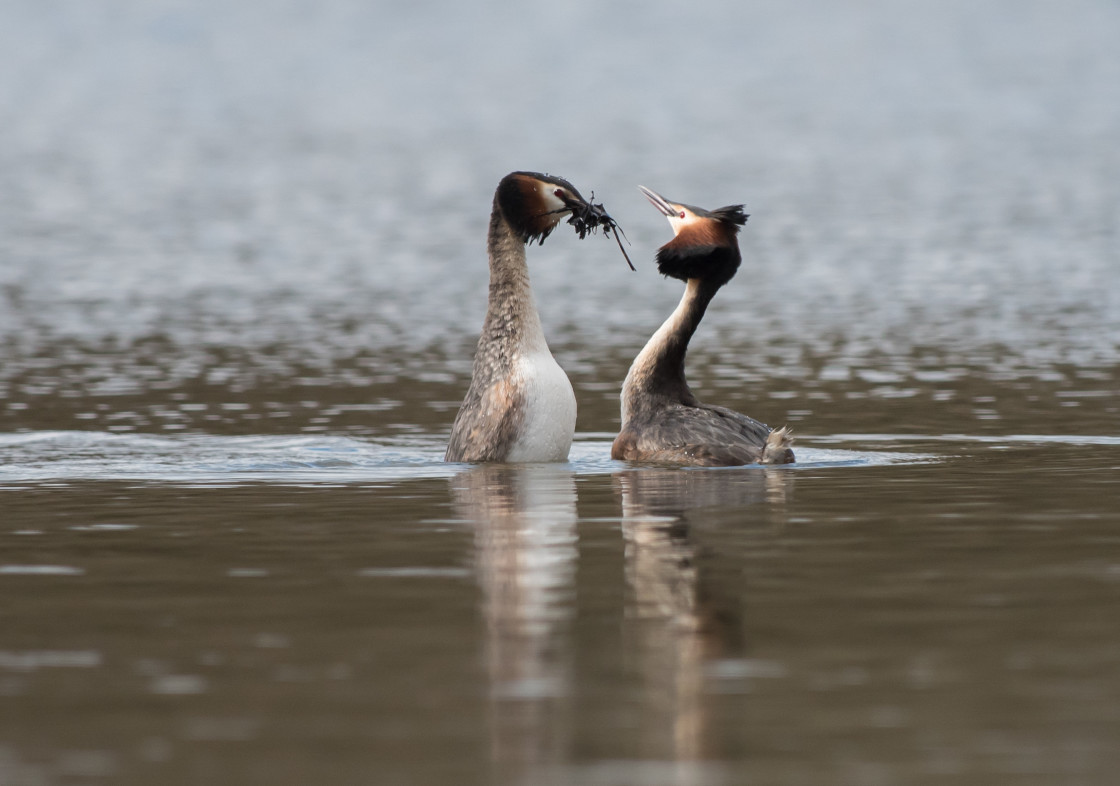 "Great Crested Grebes, The Weed Dance" stock image