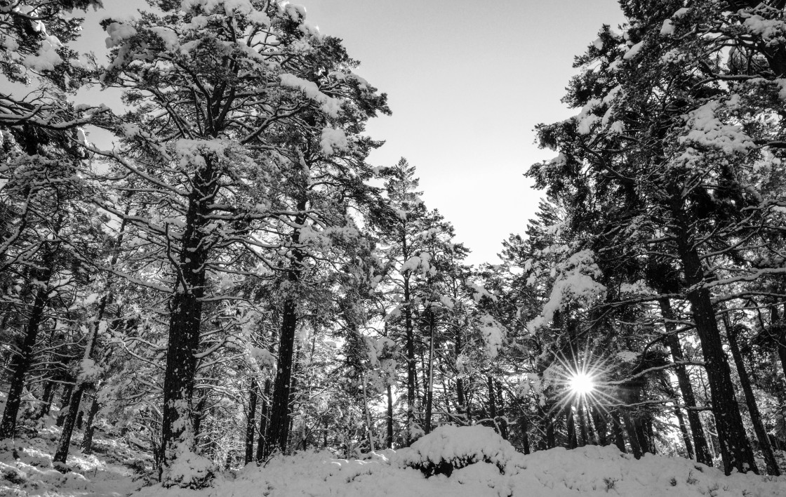 "Winter Sun in Rothiemurchus Forest" stock image