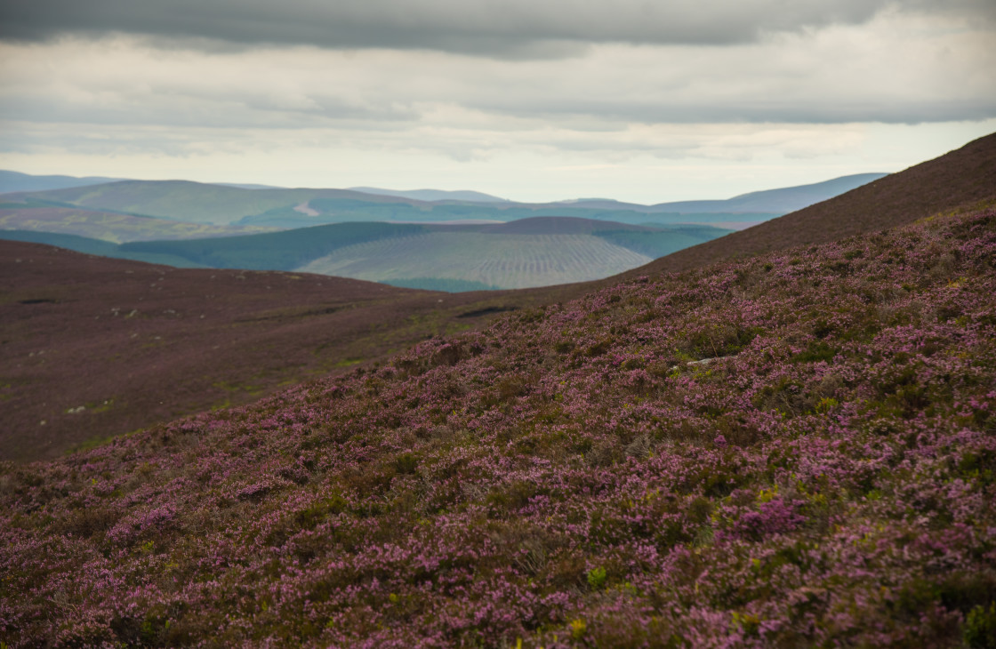 "Heather, Mount Blair, Scotland" stock image