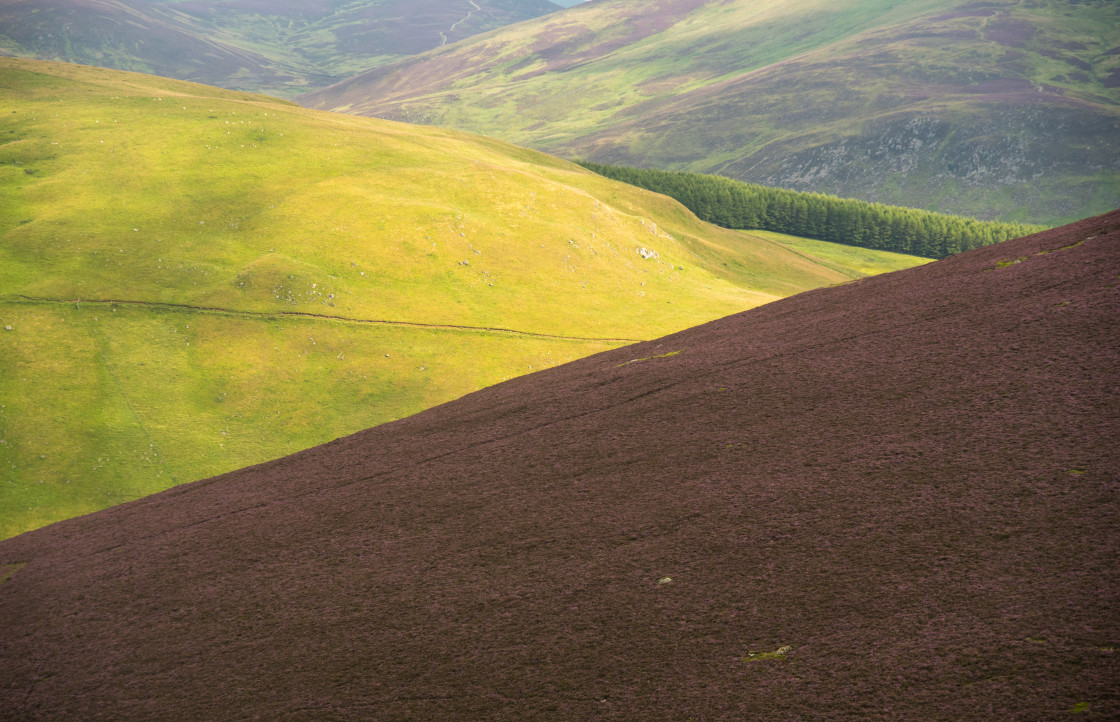 "Heather Moorland, Mount Blair" stock image