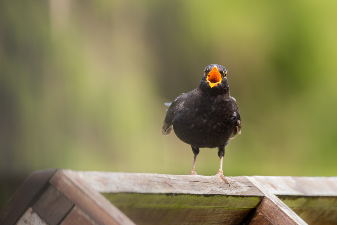 "Blackbird Singing" stock image