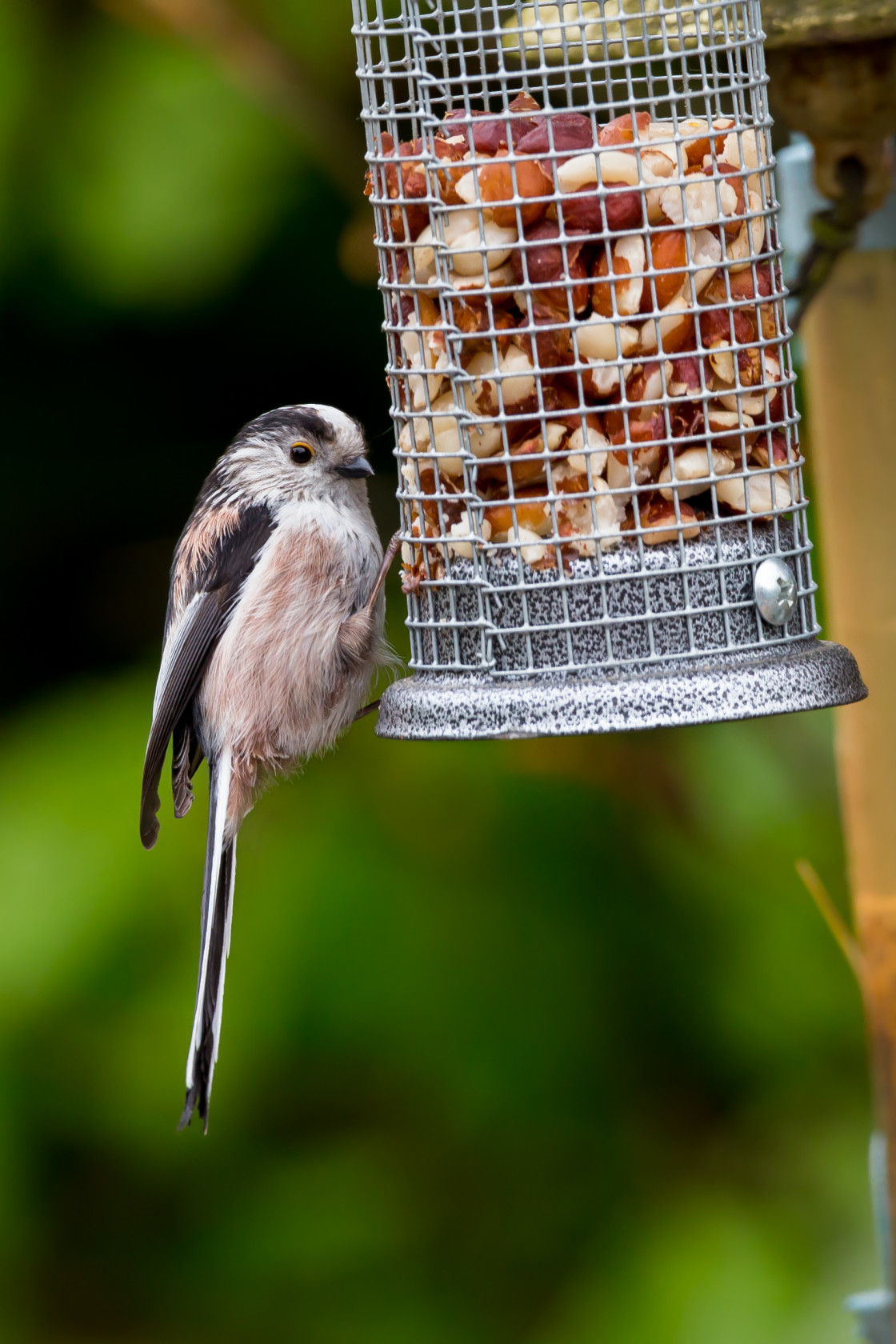 "Long-tailed Tit" stock image