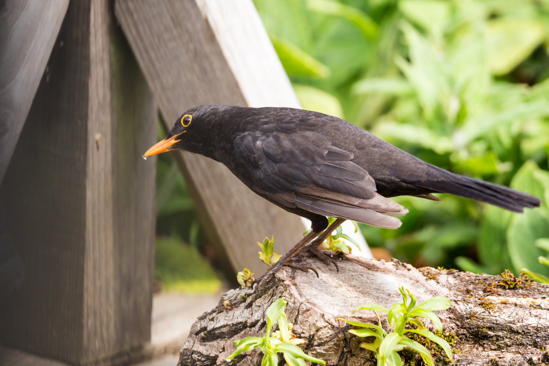 "Blackbird" stock image