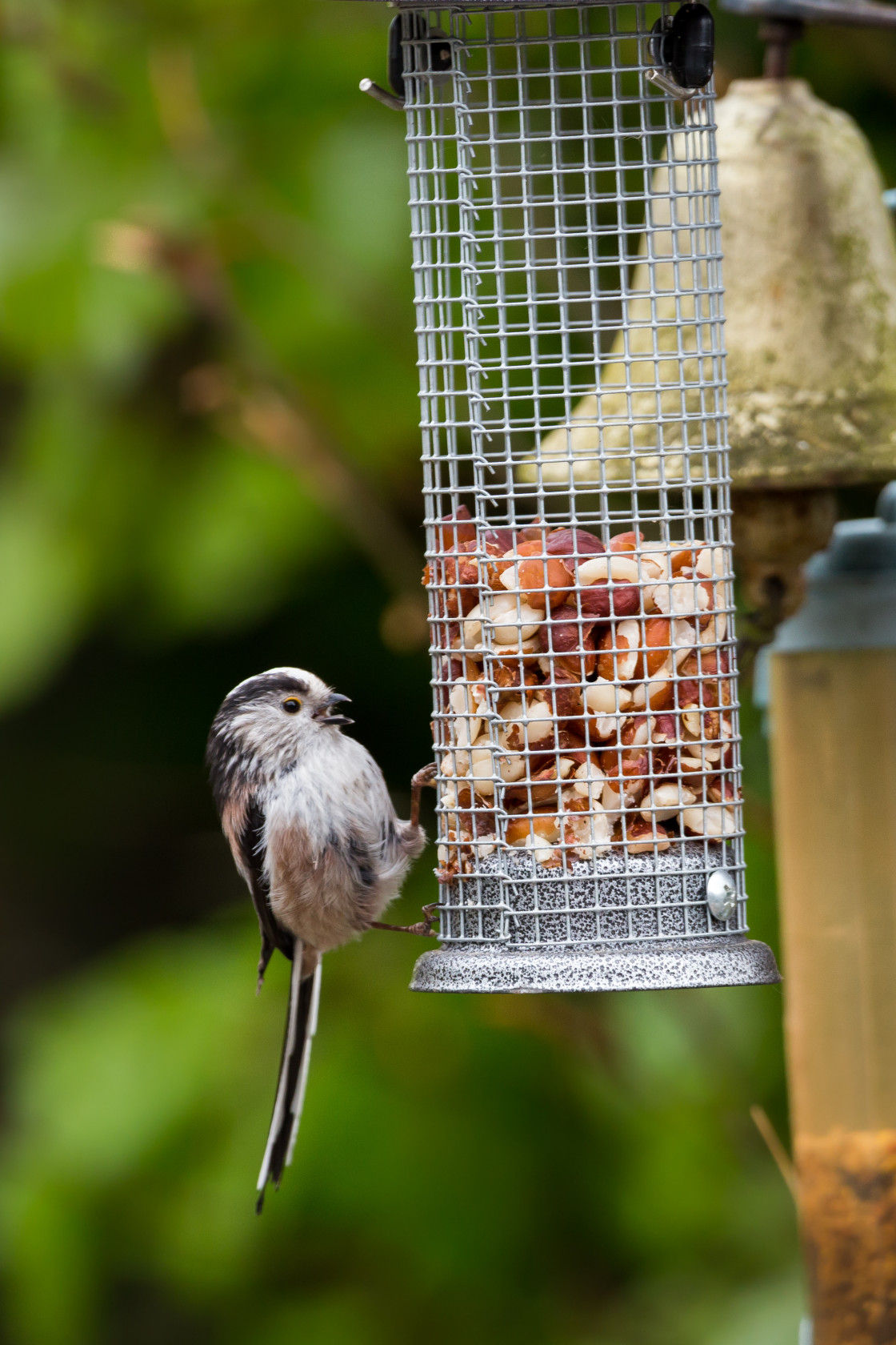 "Long-tailed Tit" stock image