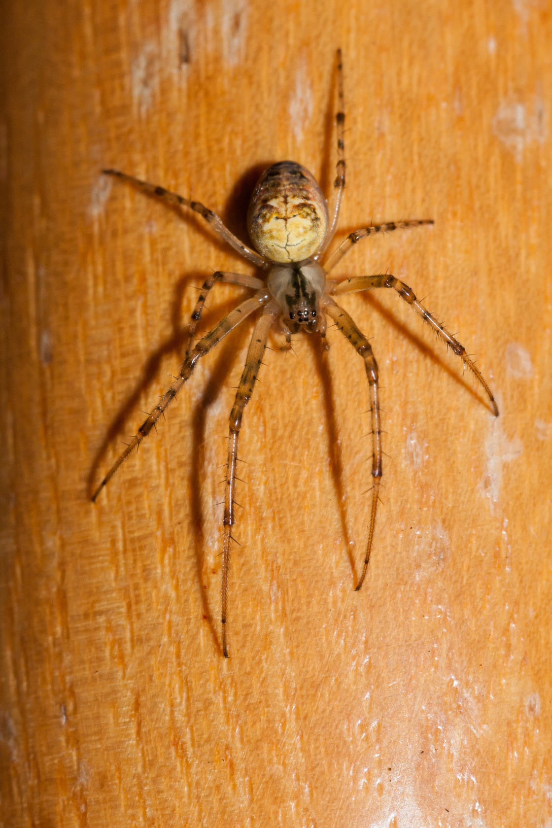 "Common Orb Weaver Spider" stock image