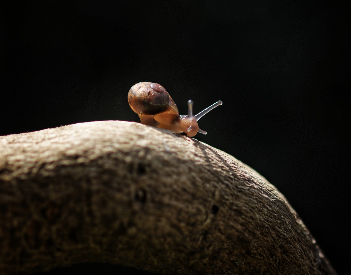 "Snail in the Spotlight" stock image