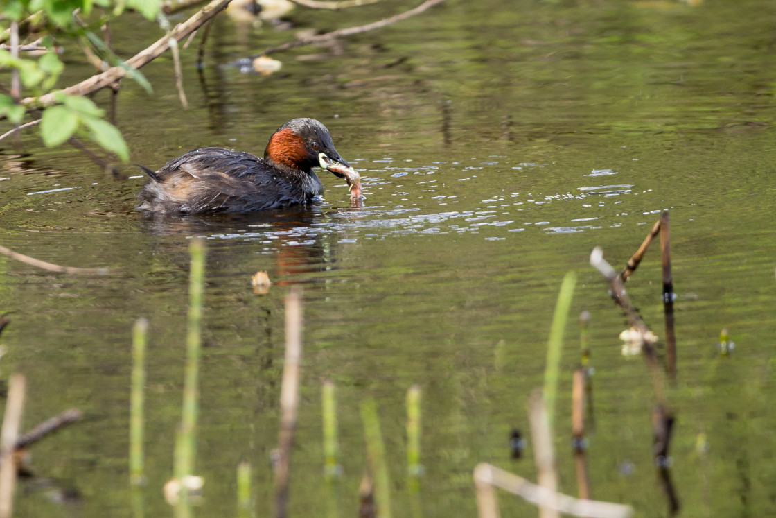 "Little Grebe with Fish" by Gordon England - £10.00 "Little Grebe with Fish" stock image
