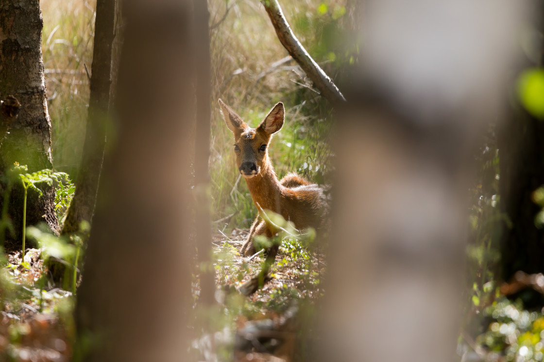 "Roe Deer Doe" stock image