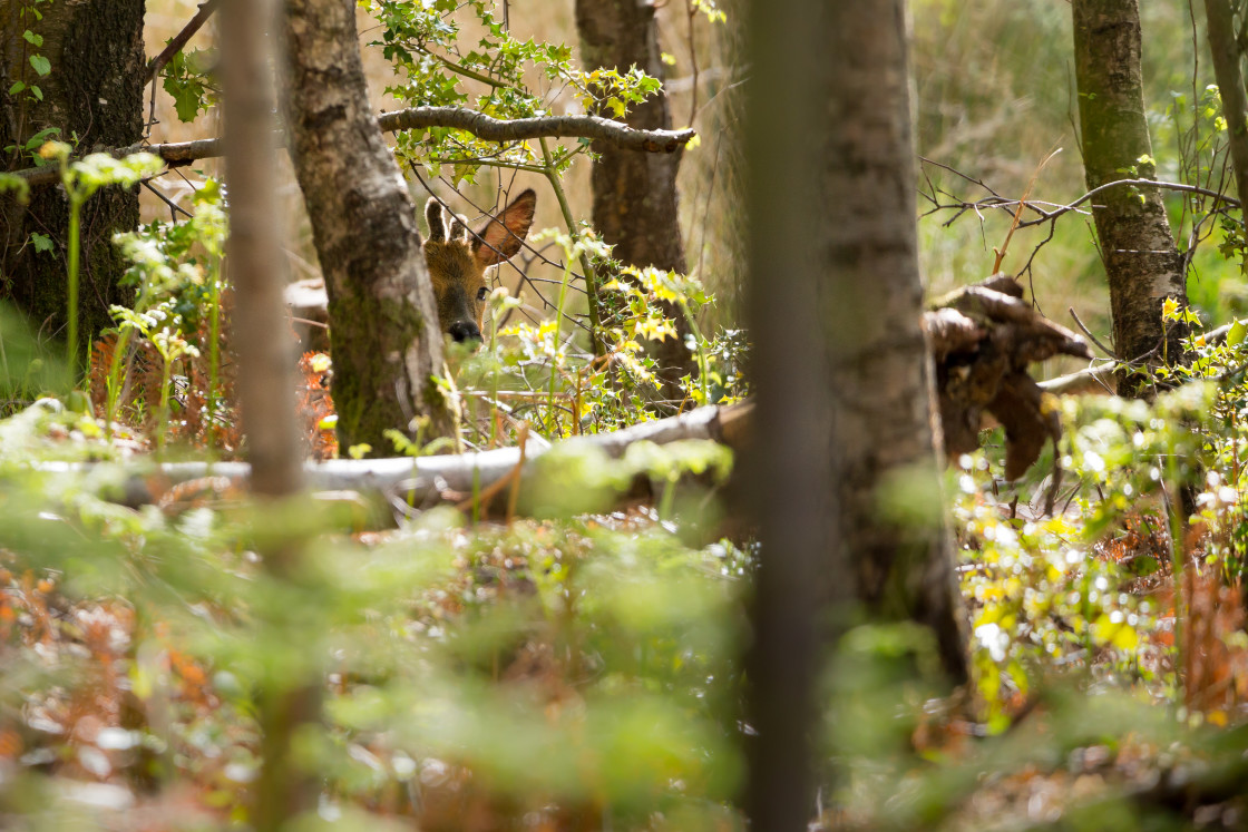 "Roe Deer Buck" stock image