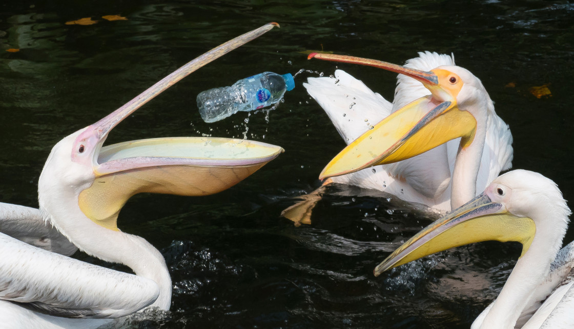 "Pelican Plastic" stock image