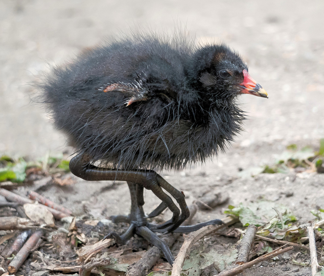 "Baby Moorhen" stock image