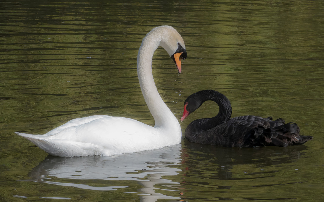 "The Black Swan & The White Swan" stock image