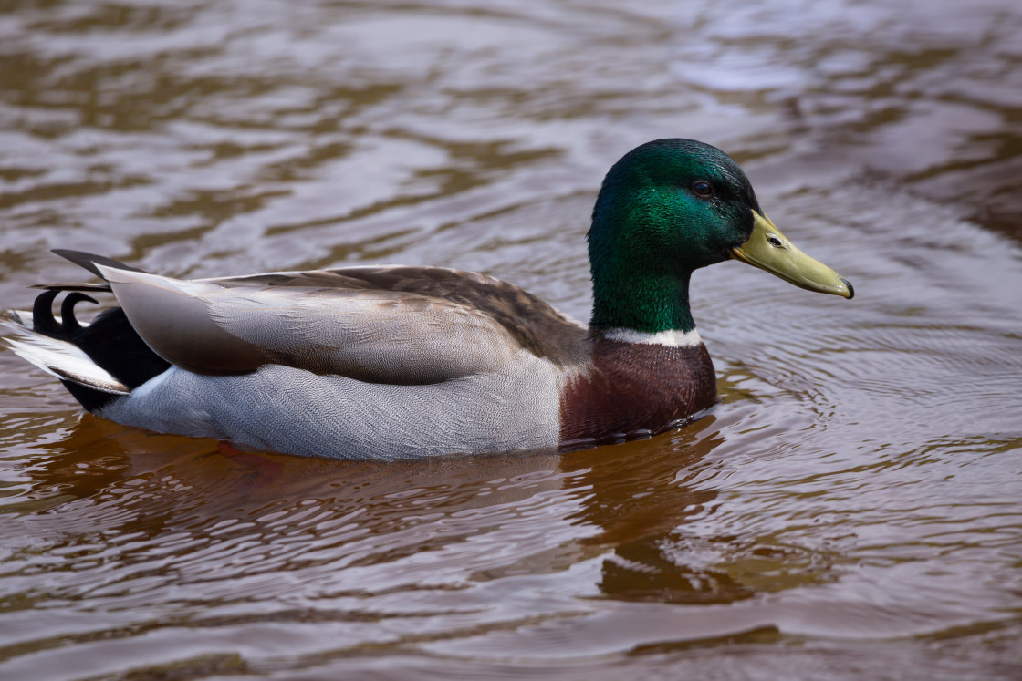 "Mallard Drake" by Gordon England - $12.59 "Mallard Drake" stock image