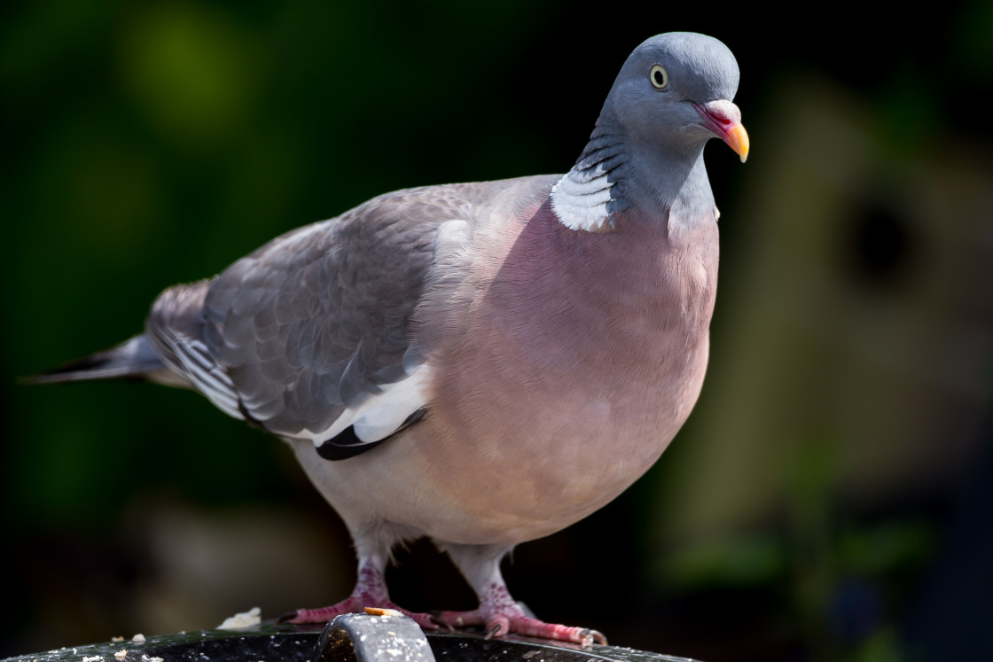 "Wood Pigeon" stock image