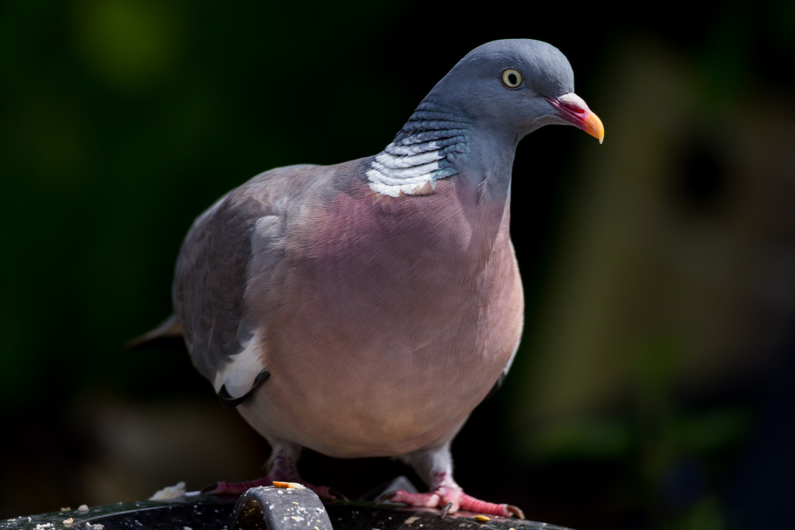 "Wood Pigeon" stock image