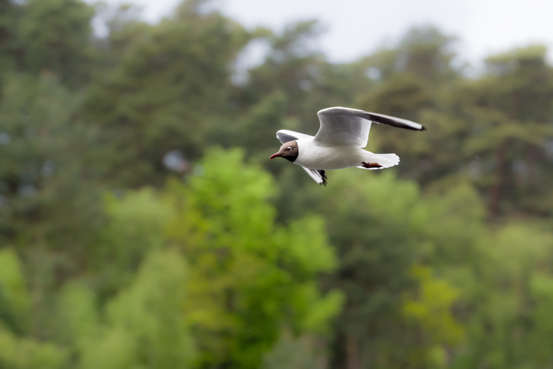 "Black-headed Gull" by Gordon England - $12.71 "Black-headed Gull" stock image