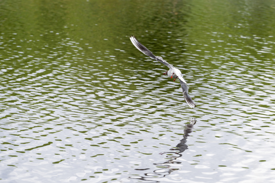 "Black-headed Gull" by Gordon England - $12.71 "Black-headed Gull" stock image