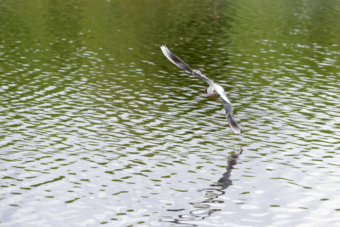 "Black-headed Gull" stock image