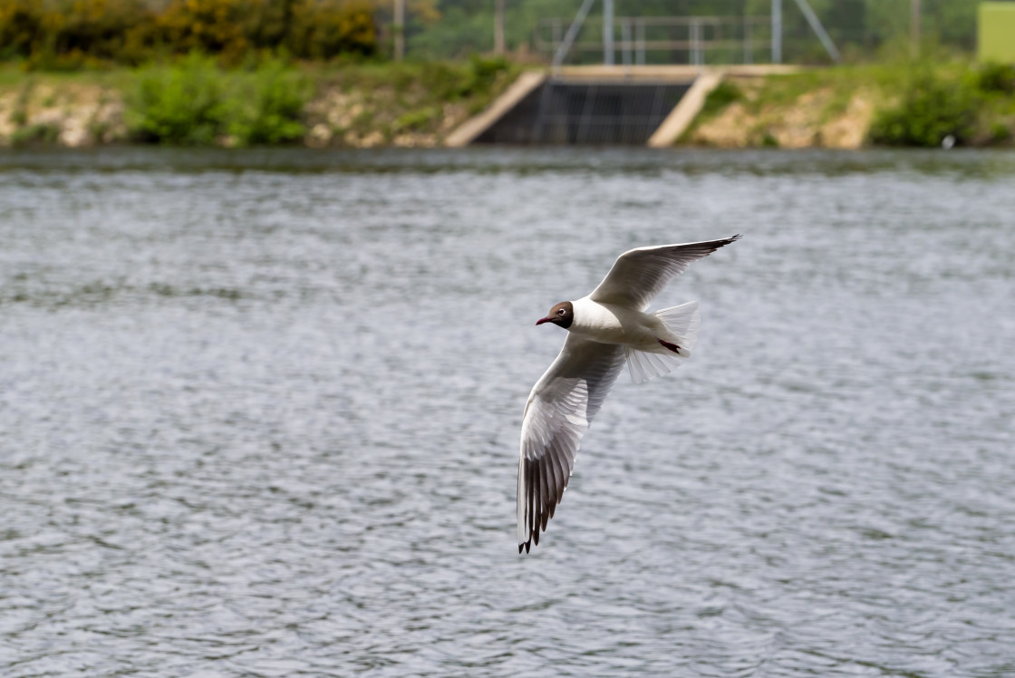 "Black-headed Gull" stock image