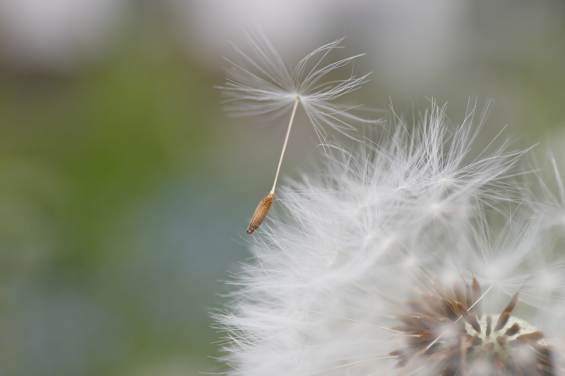 "Gone with the wind" stock image