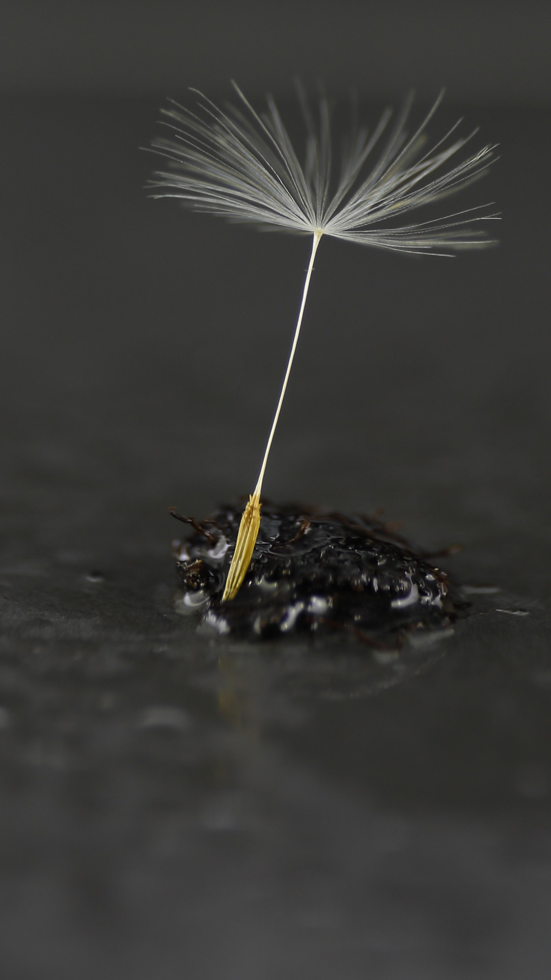 "Nature finds it's way" stock image