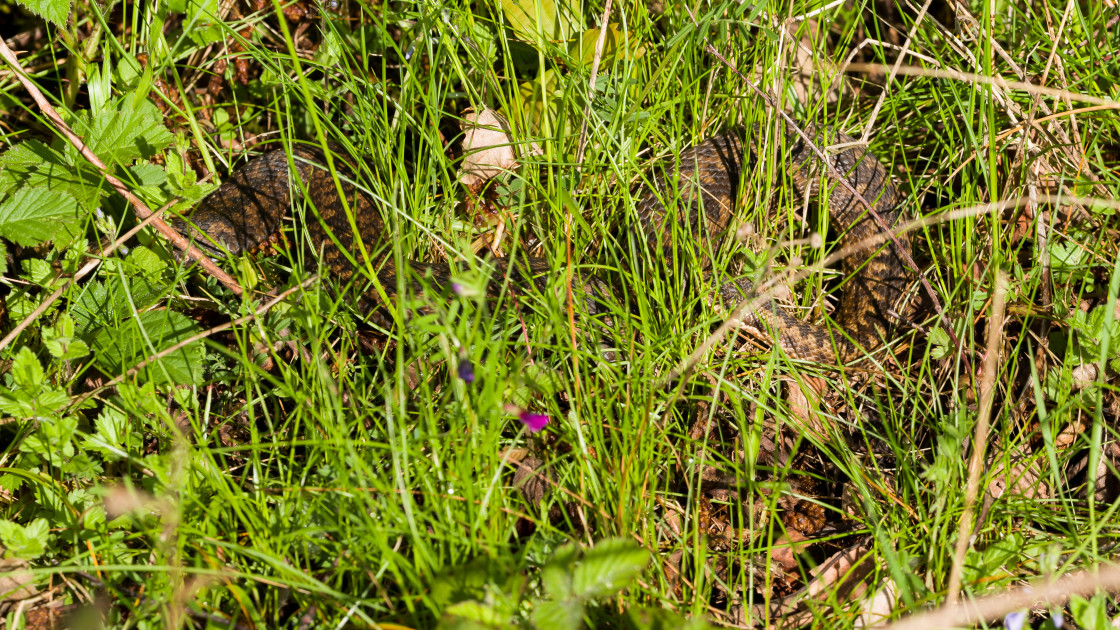 "Snake in the Grass" stock image