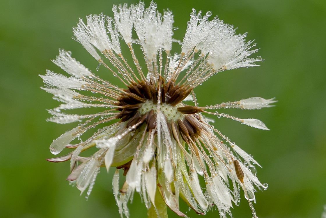 "Dew Covered Dandelion Clocks" stock image