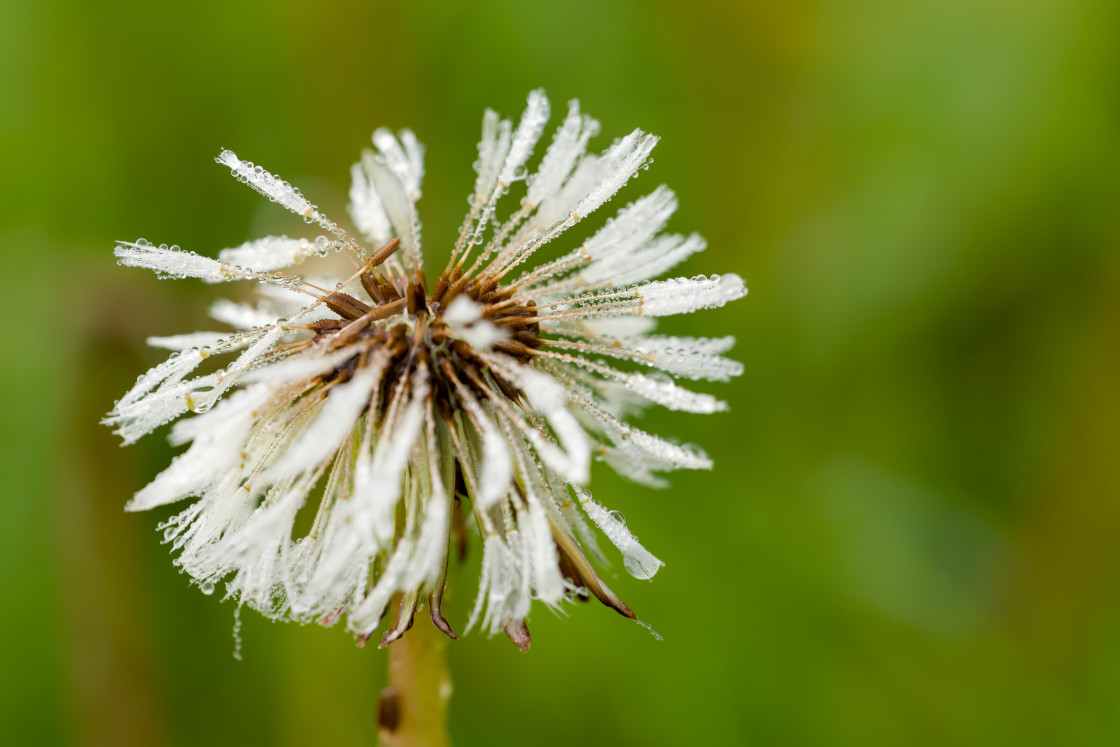 "Dew Covered Dandelion Clock" stock image