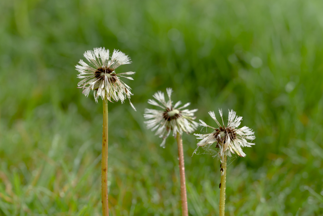 "Dew Covered Dandelion Clocks" by Gordon England - $12.70 "Dew Covered Dandelion Clocks" stock image