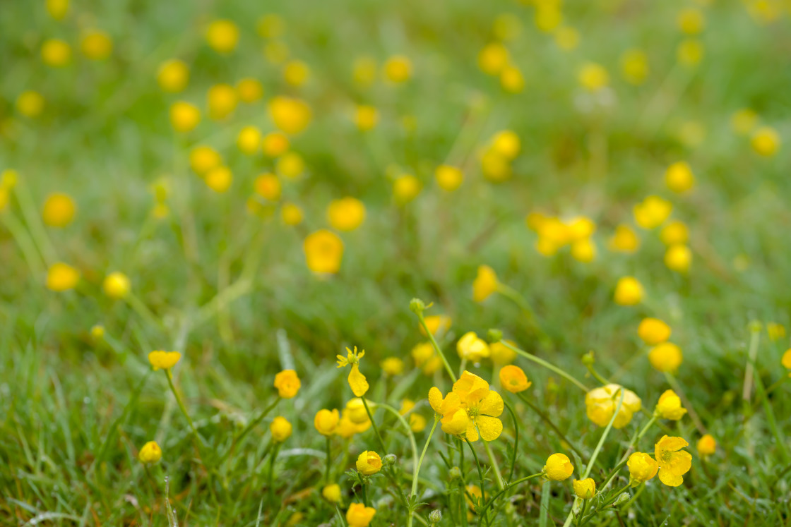 "Buttercups" stock image