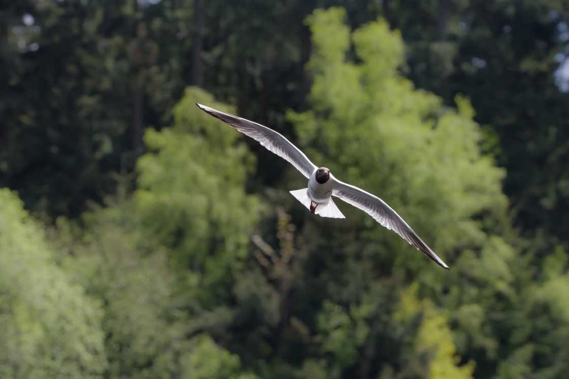 "Black-headed Gull" stock image