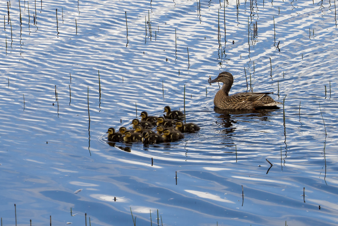 "Mallard Duck with Raft of Ducklings" stock image