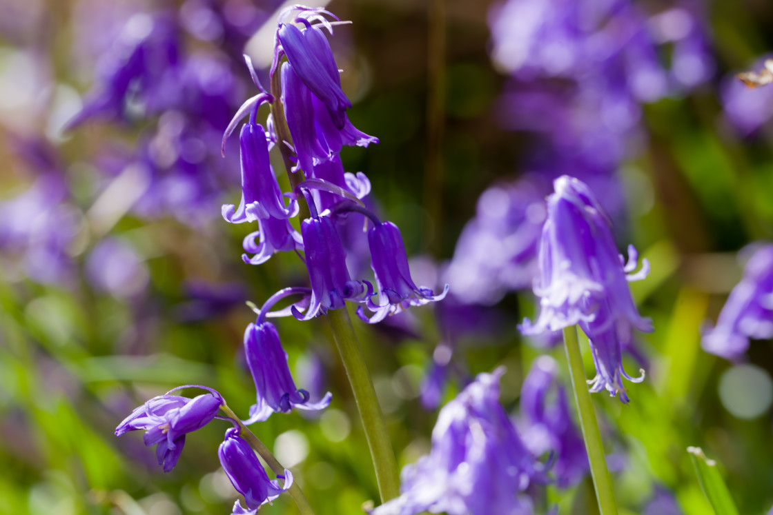 "Bluebells" by Gordon England - $12.65 "Bluebells" stock image