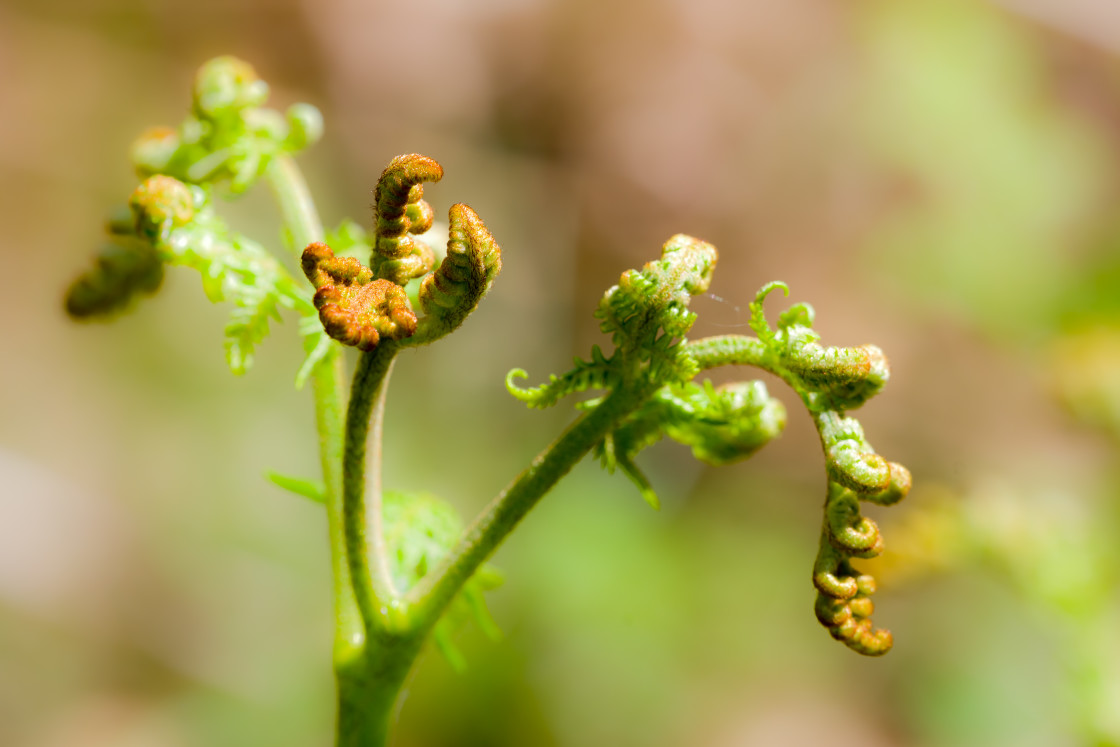 "Fern Frond" stock image