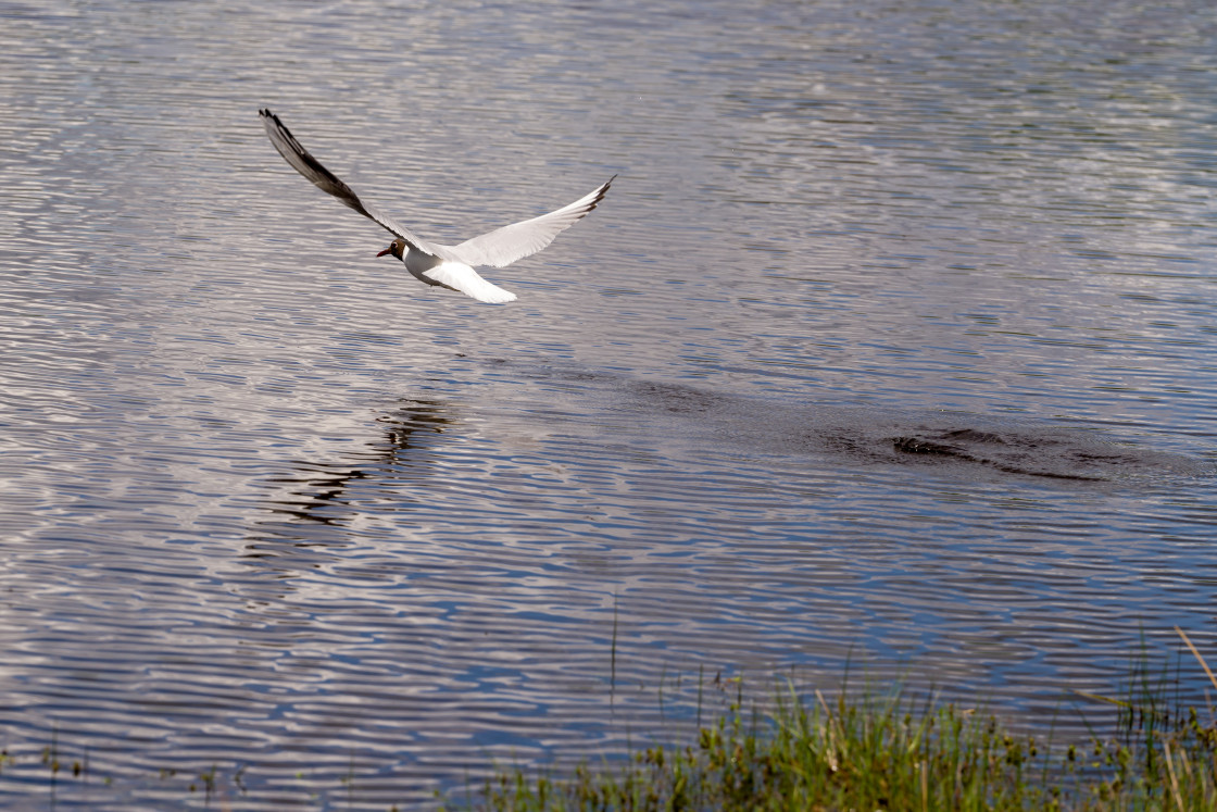 "Black-headed Gull" by Gordon England - $12.55 "Black-headed Gull" stock image