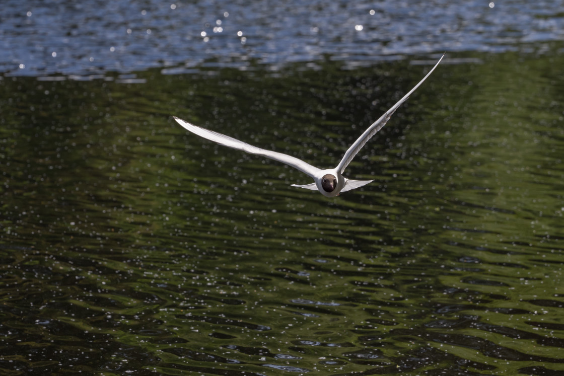 "Black-headed Gull" stock image