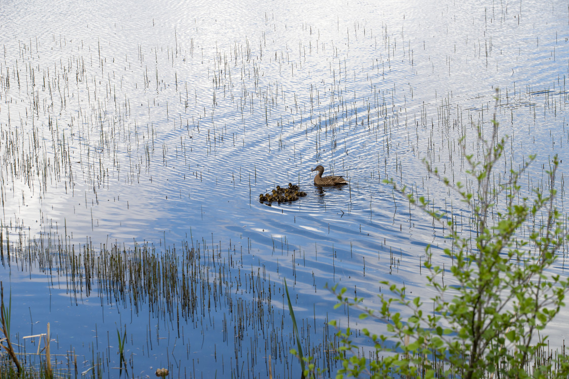 "Mallard Duck with Raft of Ducklings" stock image