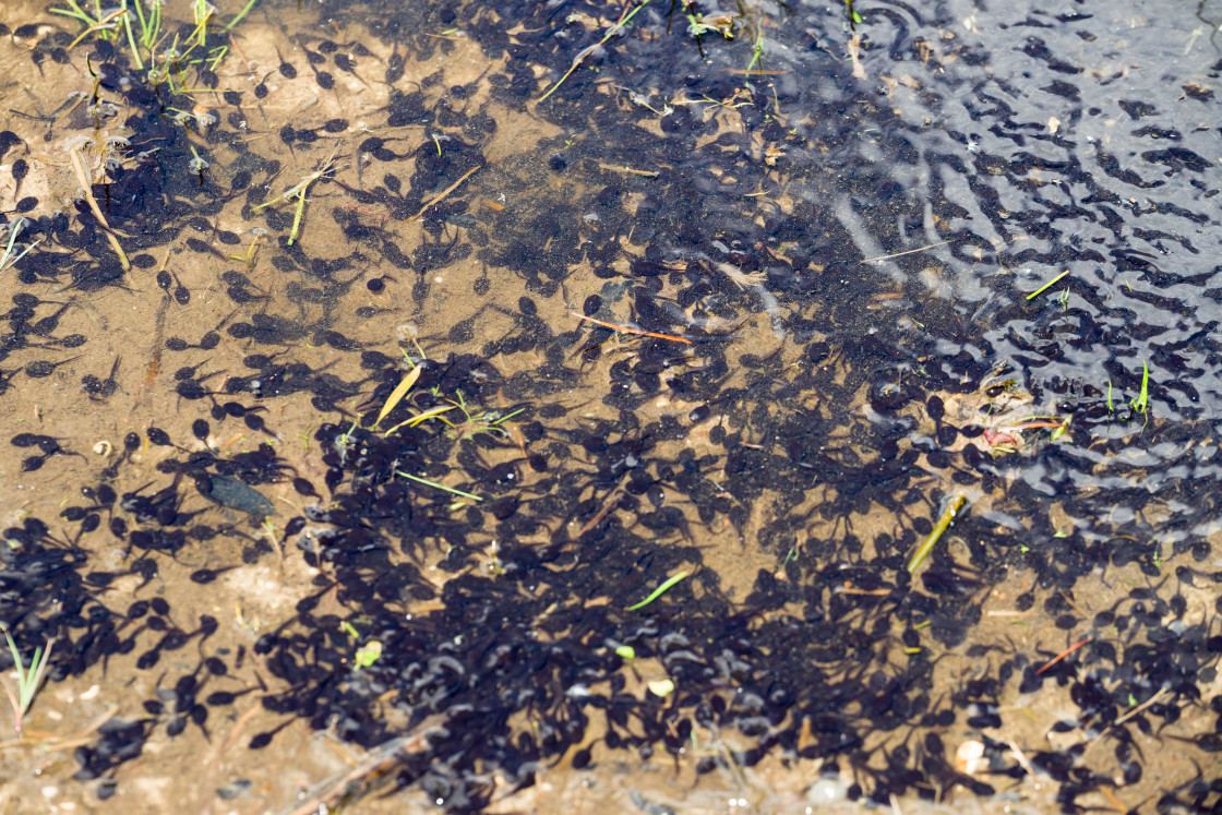 "Tadpole Mass" stock image