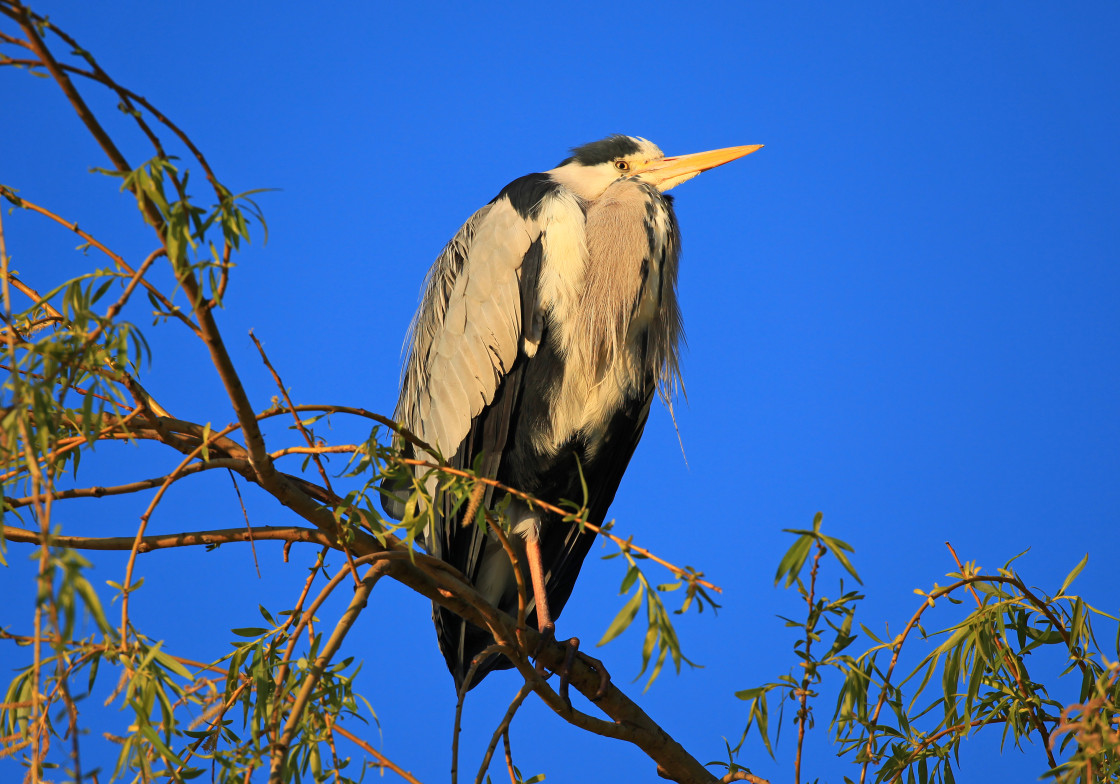 "Heron at sunrise" stock image