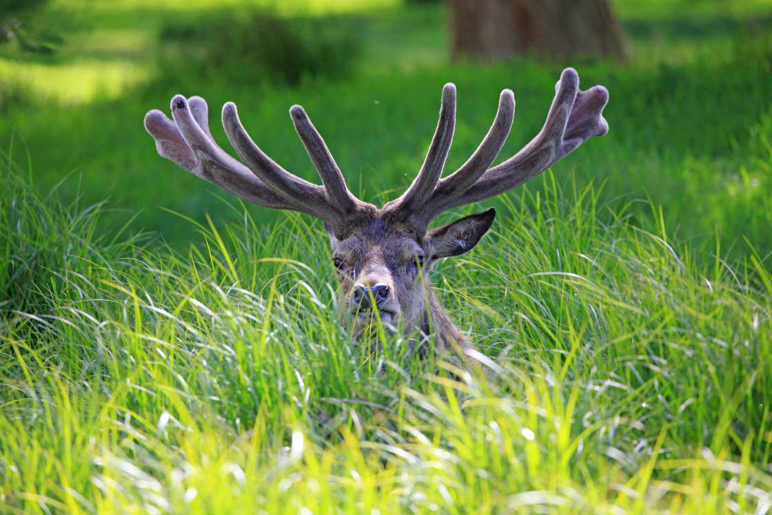 "Do you think they'll see me here!?" stock image