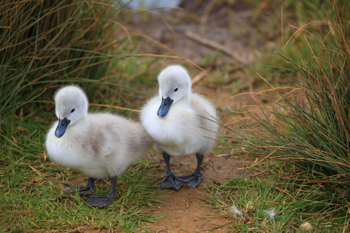 "Twins!" stock image