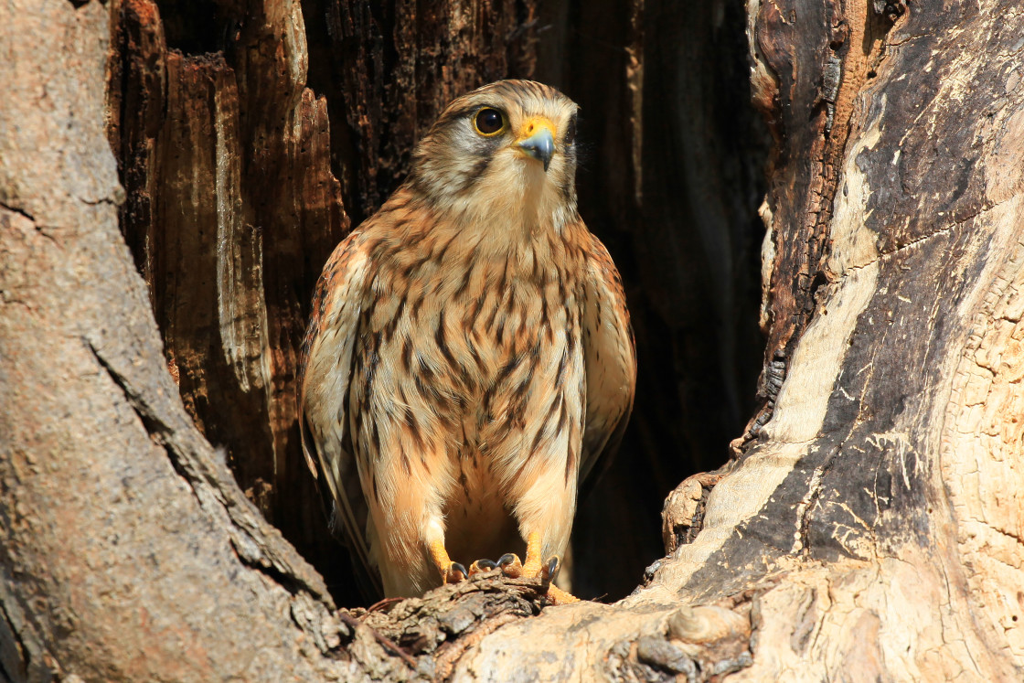 "Mrs Kestrel" stock image