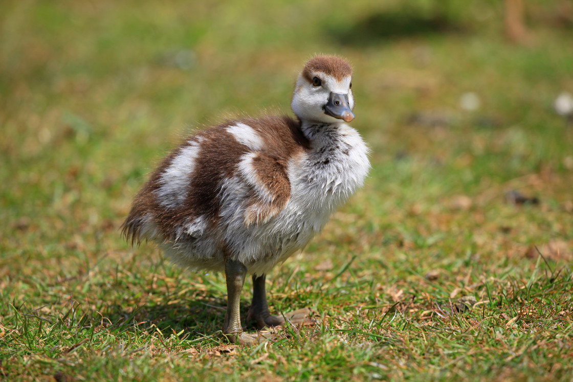 "Egyptian Gosling." stock image