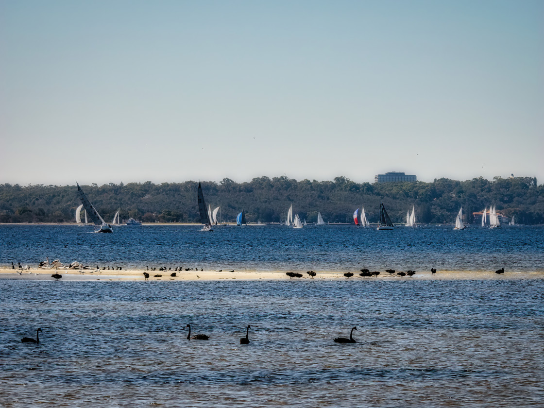 "Swan River Sand Bar with Many Water Birds" stock image