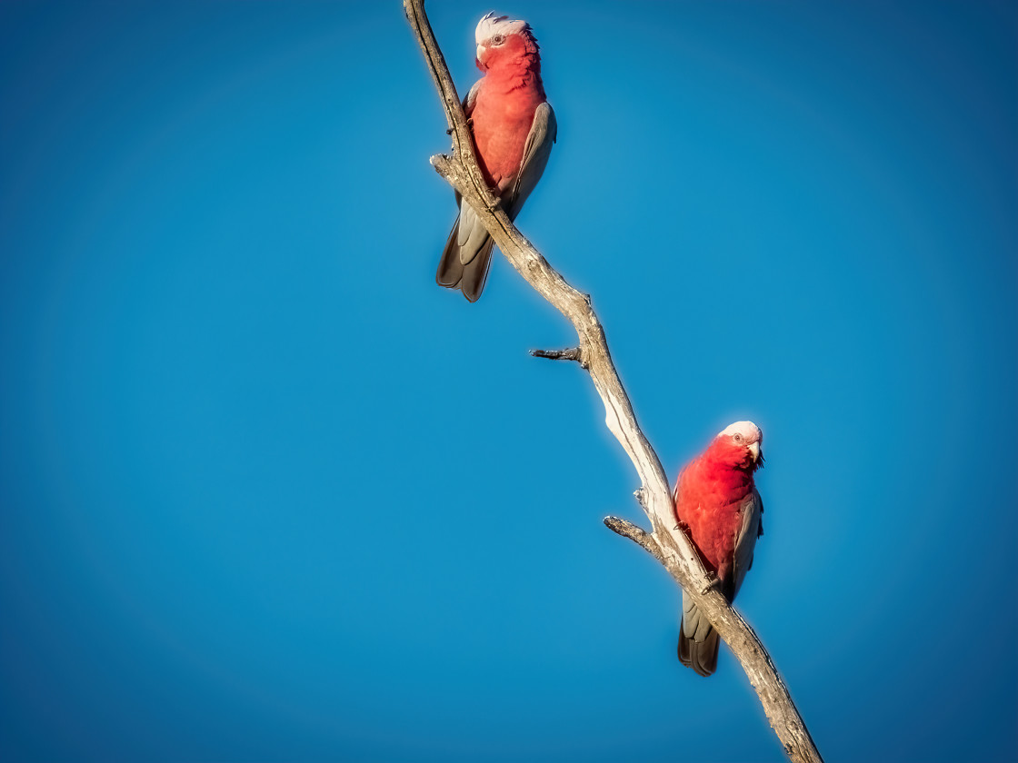 "Two Galahs on a Dead Branch" stock image