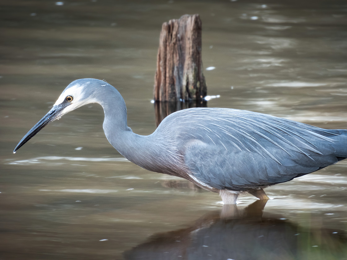 "Heron Fishing" stock image