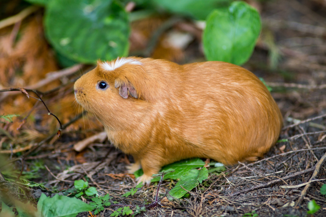 "Guinea Pig" stock image