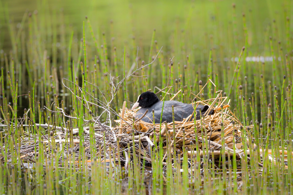 "Coot Nest Sitting" stock image