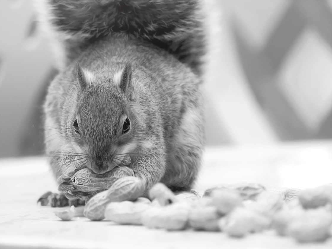 "Nutty Squirrel" stock image