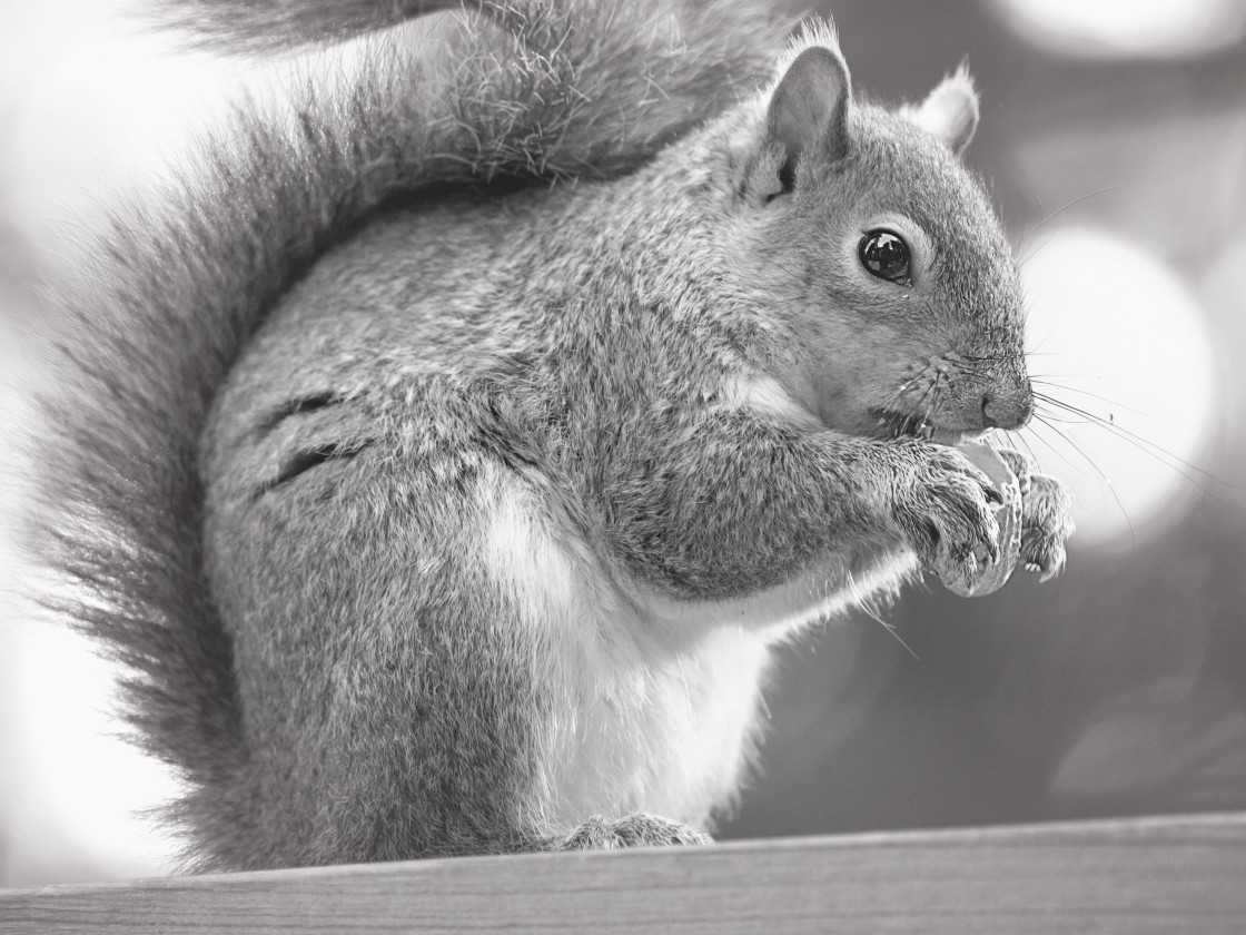 "Nutty Squirrel" stock image